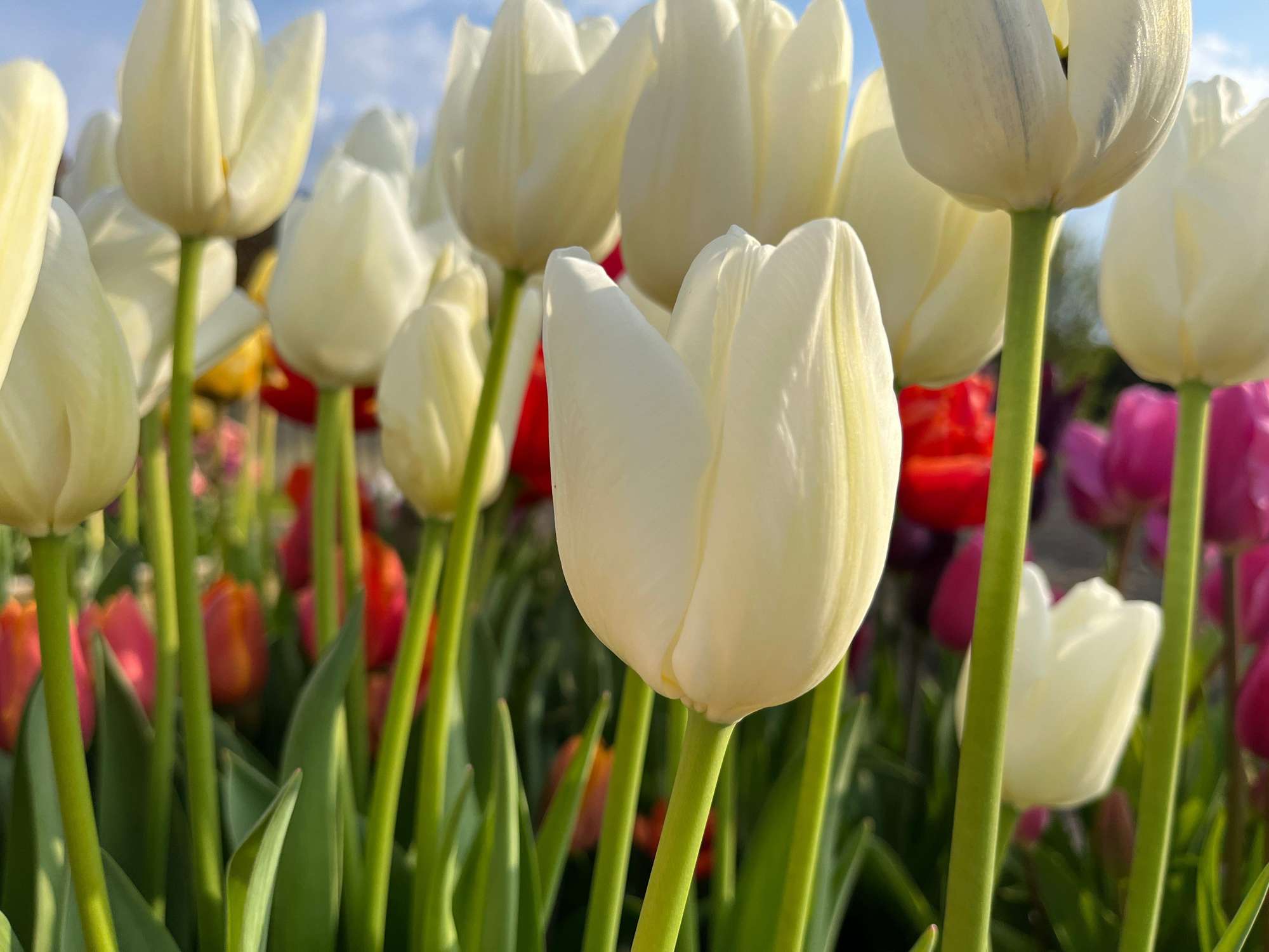 Tulpe 'Ivory Floradale'